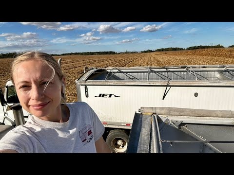 Видео: Пытаюсь угнаться за комбайном! 21-й день жатвы.