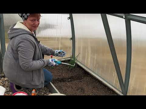 Видео: Посев редиса в теплицу.