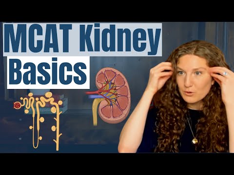 Видео: Биология MCAT: Основы почек