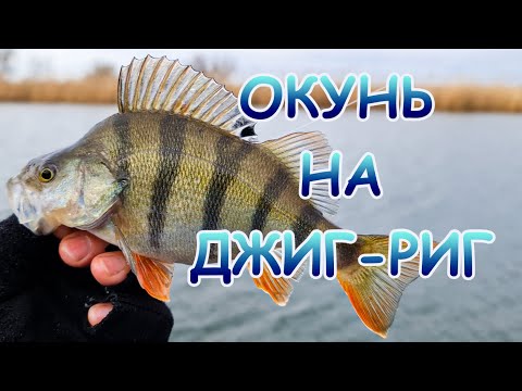 Видео: Окунь на джиг-риг и пассивные приманки. Уловистая оснастка!!!