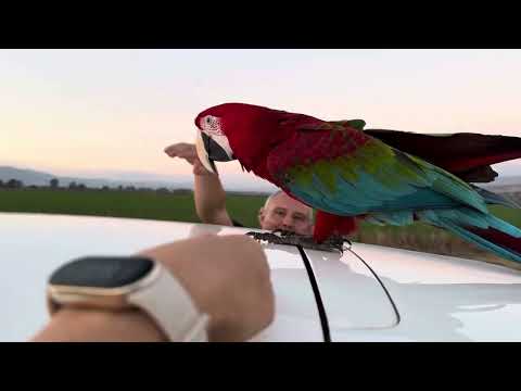 Видео: 🦖Ловим Сарочку, чтобы отвезти домой после прогулки! We catch Sarochka to take her home!🦖