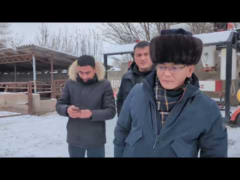 Видео: Мал күнүнө 1 кг салмак кошот! Нурбектин чыктуу тоюту