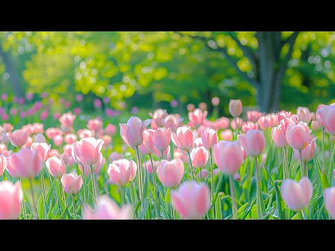 Видео: Расслабляющая музыка для отдыха🌿Музыка лечит все тело, устраняет негативные мысли