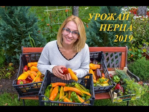 Видео: Урожайные сорта  перца 2019. Латвия. Pepper harvest in Latvia