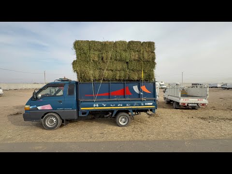 Видео: Чөп базар беде чоп арпа жугору буудай жем баалары сокулук мал базары 
