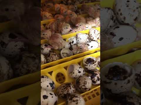 Видео: Інкубатор теплуша. Інкубація перепелів #chicken #farming