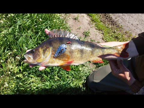 Видео: СНОВА БЛЕСНА РАЗДАЁТ! С таким ГОРБАЧЁМ И ЩУКА НЕ НУЖНА! Рыбалка на спиннинг