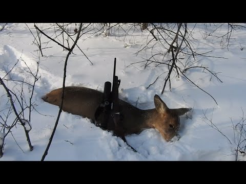 Видео: ОХОТА по СНЕГУ, ТРОПЛЕНИЕ ПО СЛЕДУ, ДАЛЬНИЕ ВЫСТРЕЛЫ и НЕОЧЕНЬ)))