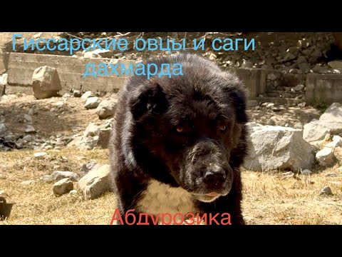 Видео: Гиссарские овцы и аборигенные САО Таджикистана саги дахмарда из отары Абдурозика