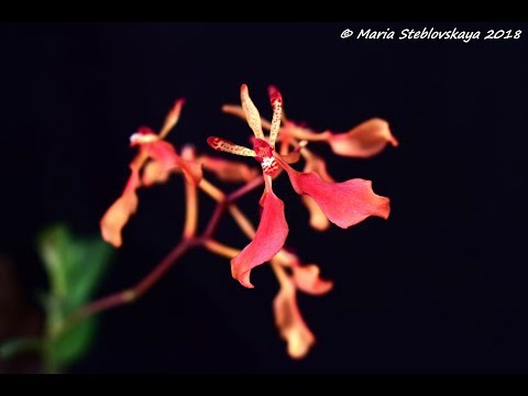 Видео: RENANTHERA IMSCHOOTIANA  - описание и основы ухода