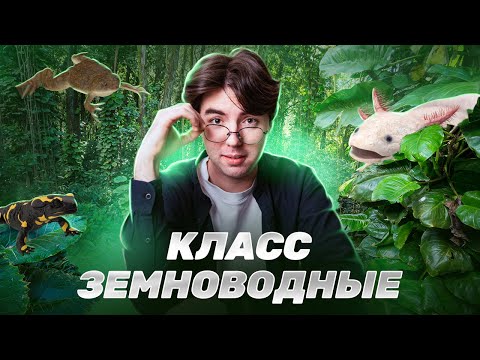 Видео: Класс Земноводные (Амфибии) для ОГЭ По Биологии