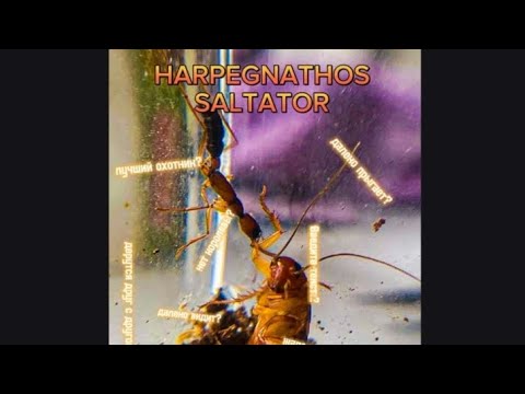 Видео: Harpegnathos Saltator. Индийский прыгающий муравей-охотник. Лучшие понерины для новичка!!!