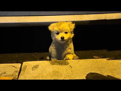 Видео: Пока я гулял в парке, я наткнулся на двухмесячного щенка, который смотрел на меня и умолял о еде