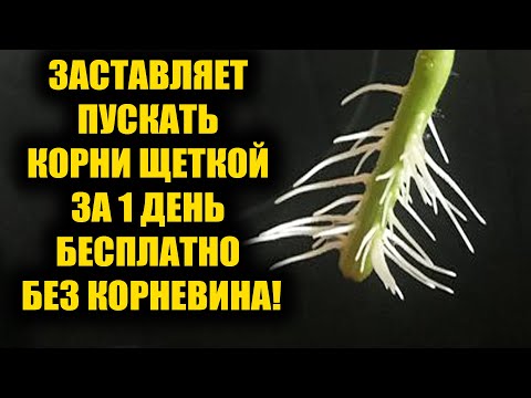 Видео: Самый легкий способ укоренить любой черенок! Корни попрут щеткой за 1 день!