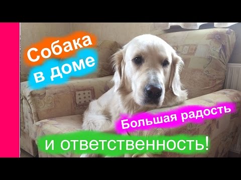 Видео: Собака в доме - большая радость и ответственность!