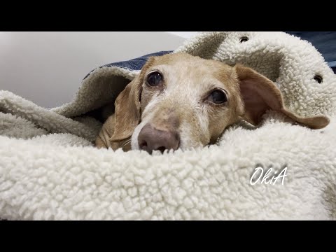 Видео: #25 Миниатюрная такса, сейчас ей 17 лет | Жизнь со взрослой собакой