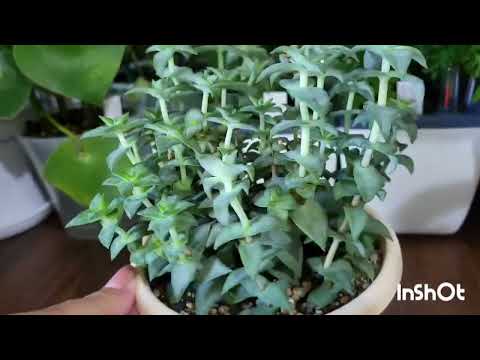 Видео: Обзор и полив растений на восточном окне. 17.06.2024.