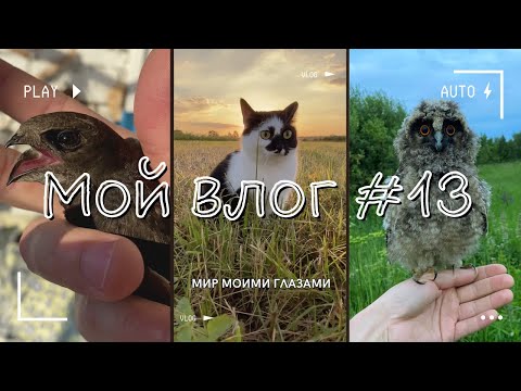 Видео: Много живности. Стрижи, совята и прогулка с Мявсом.