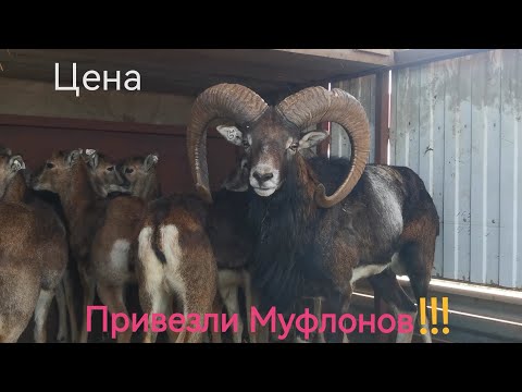 Видео: Перевозка животных. Миллион за животных. #GoldenTrio71 #перевозкаживотных