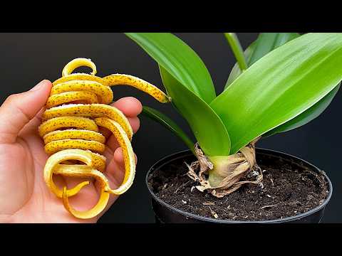 Видео: Только 1 банан! А орхидеи цветут как сумасшедшие круглый год!