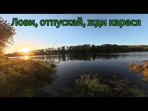 Видео: Ночная рыбалка на карася. Кого можно поймать?
