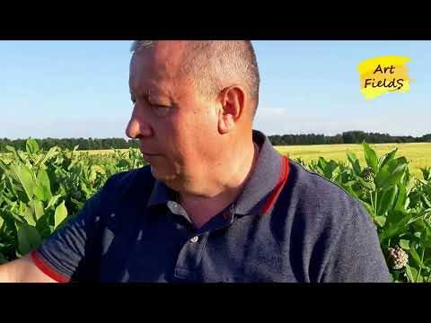 Видео: Загроза полям  - ваточник сирійський (Asclepias syriaca L.)