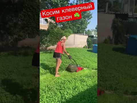 Видео: Клеверный газон зарос за неделю☘️ Газон для ленивых ☘️