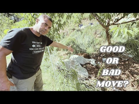 Видео: Овцы в садах: хитрый фермерский трюк или опасная ошибка?