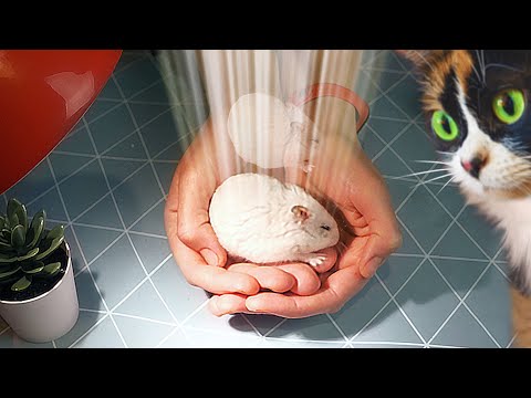 Видео: ПОСЛЕДНЕЕ ВИДЕО СО СТЕПОЙ..