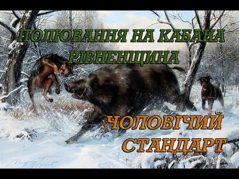 Видео: Полювання на кабана рівненщина