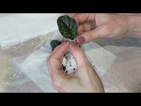 Видео: Упаковка укорененных листьев. Фиалки почтой.