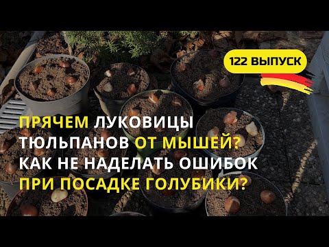 Видео: Дача в Германии. Грядка голубики без ошибок. Как посадить тюльпаны, чтобы их за зиму не сожрали мыши