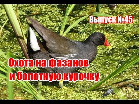 Видео: Охота на болотную курочку и фазанов | Выпуск №45 (UKR)