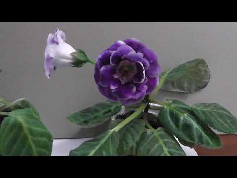 Видео: Неудачи при фитильном поливе глоксиний.