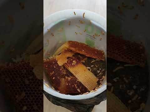 Видео: Содержание огнёвки (восковая моль) в домашних условиях.