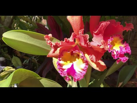 Видео: Прогулка по Орхосаду, Цветение Орхидей, Принцесса Вулканов/ Rlc. Ellen Kobayashi 'Volcano Princess'