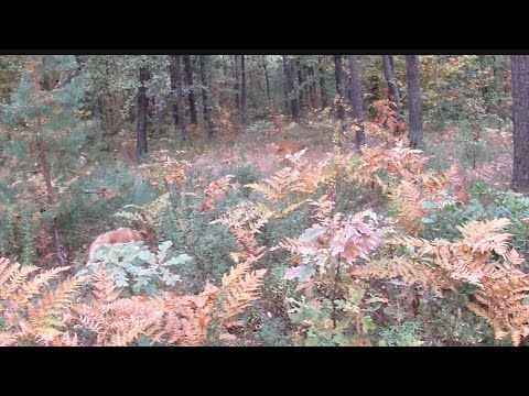 Видео: Не встигли ми з Мухтаром щось толком роздивитися в лісі, як...😮🙂!