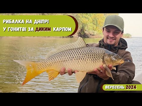 Видео: У гонитві за ДИКИМ КАРПОМ 🍀 Рибалка на ДНІПРІ, Ловимо дикого САЗАНА ✔️