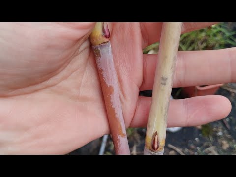 Видео: Міскантус Miscanthus lutarioriparius