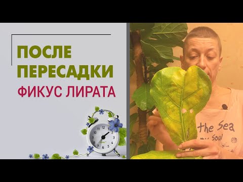 Видео: Что произошло с моим фикусом Лирата после пересадки.