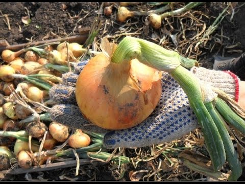 Видео: Как я выращиваю лук репку