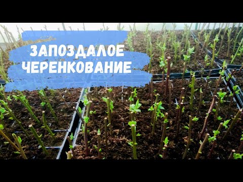 Видео: Черенкование голубики и промежуточный результат