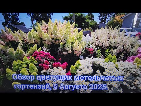 Видео: Обзор нашего сада, 5 Августа 2025.