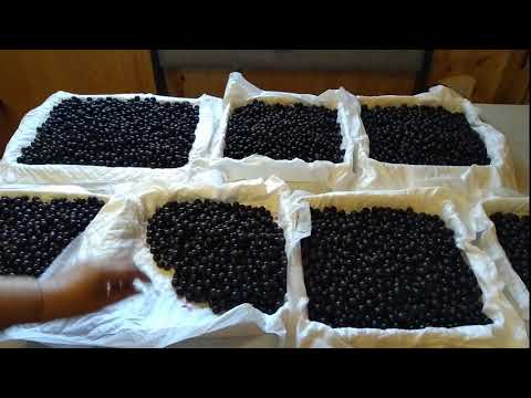 Видео: Лайфхак. Как быстро высушить смородину. Для дальнейшего использования.