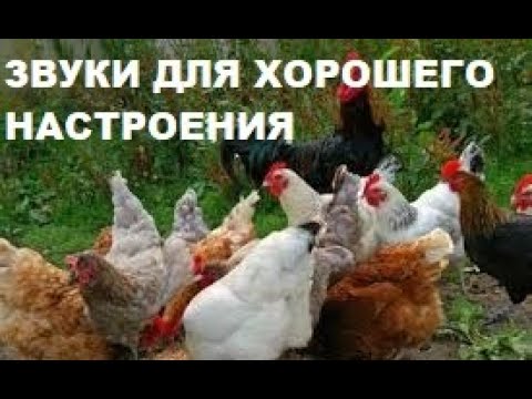 Видео: СЕЛЬСКАЯ АТМОСФЕРА.ПЕТУХИ ПОЮТ,КРАСИВЫЕ ОЗЁРА И КРЯКАНЬЕ УТОЧЕК СОЗДАЮТ УЮТ И ПОКОЙ НА ДУШЕ И СЕРДЦЕ