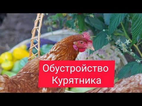 Видео: Начинаем обустраивать курятник