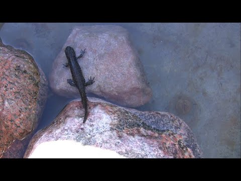 Видео: Тритон обыкновенный, обзор.