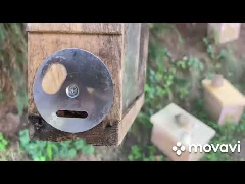 Видео: На пасеке Сергея Рауша в Германии 08 июля 2023 года