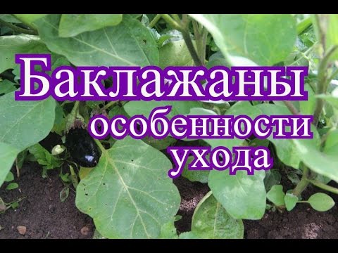 Видео: Баклажаны в открытом грунте. Особенности ухода. (20.07.16г.)