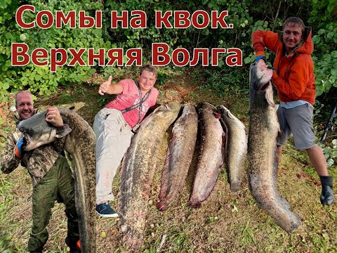 Видео: Сомы на квок. Борьба с сильной рыбой